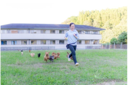 成約済の千葉県のミニチュアダックスフンド(ロングヘアード)-219702の4枚目